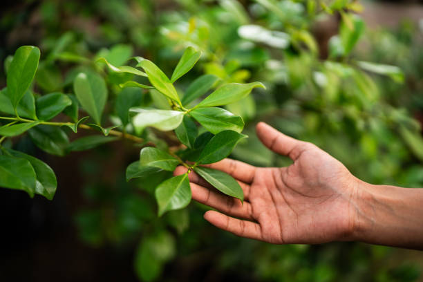 How Our Tree Care Process Works  in  Mount Ivy, NY