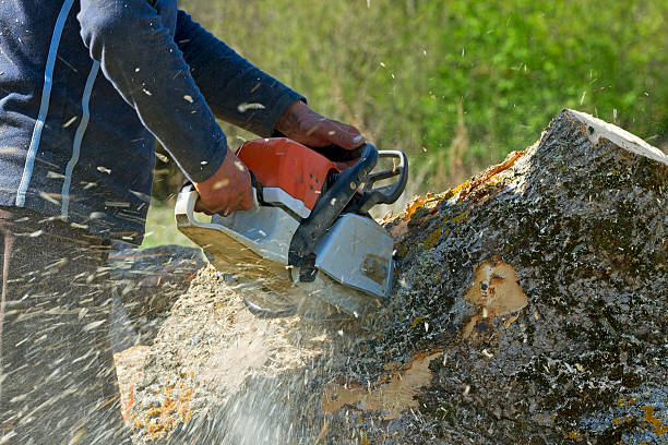 Mount Ivy, NY Tree Services Company