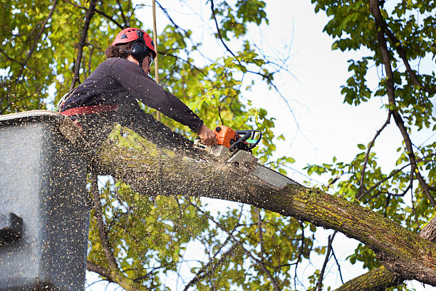 Lawn Maintenance Plans in Mount Ivy, NY